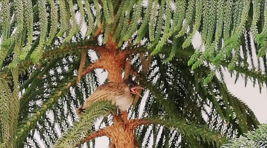 Fledgling of bulbul ready to take his first flight