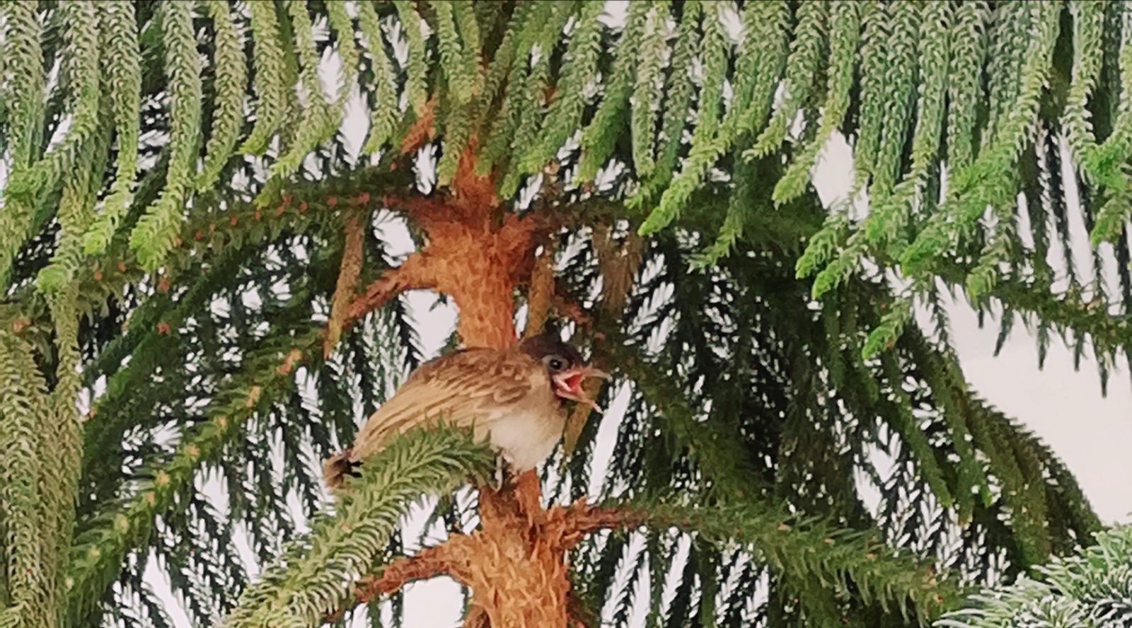 red-vented bulbul