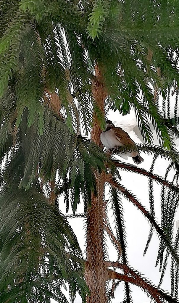 Fledgling of bulbul sitting on a tree