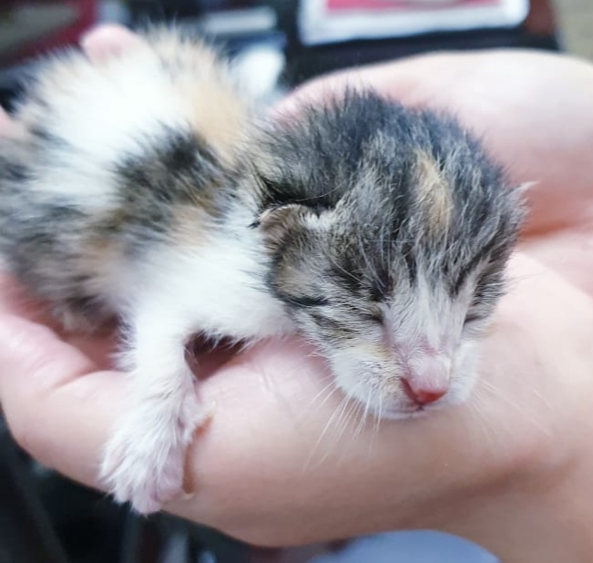 tiny paws kitten