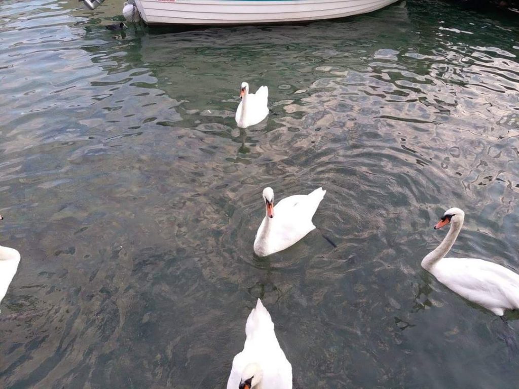 Swans-Lake Lucerne