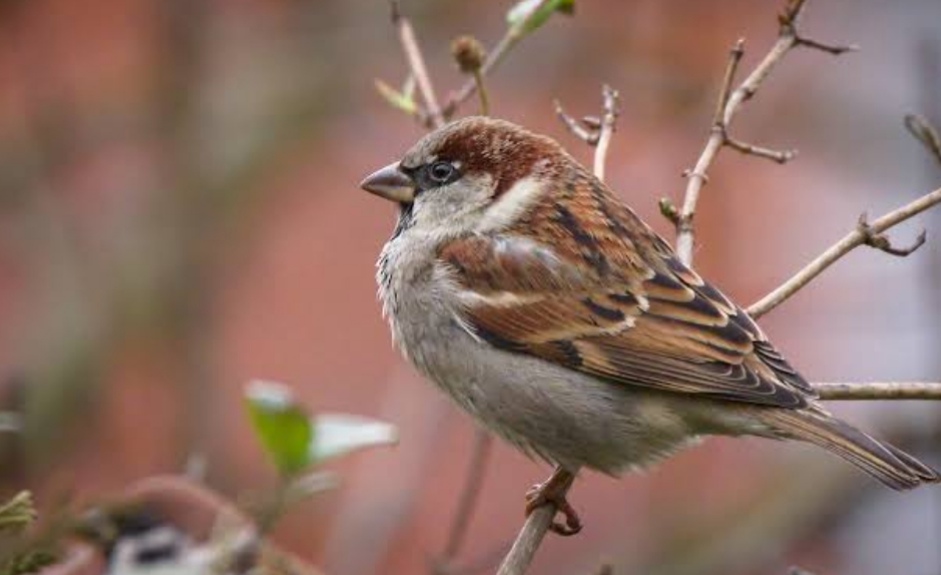 The Silence of Our Chirpy Friends