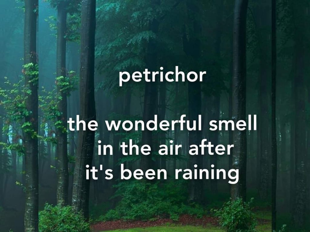 petrichor-the wonderful smell in the air after it's been raining