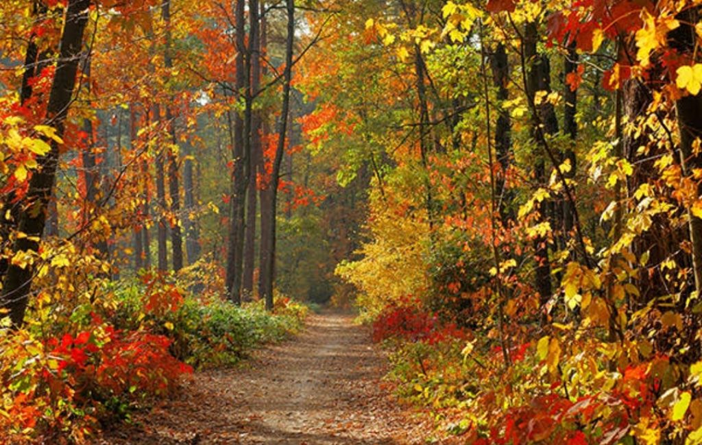 take a walk on the crisp leaves